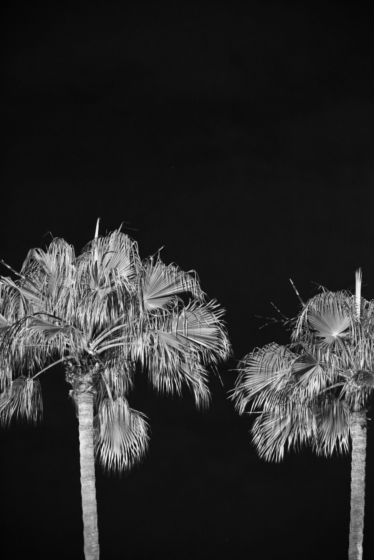 Two palm trees lit from below against a black night sky, in black and white.