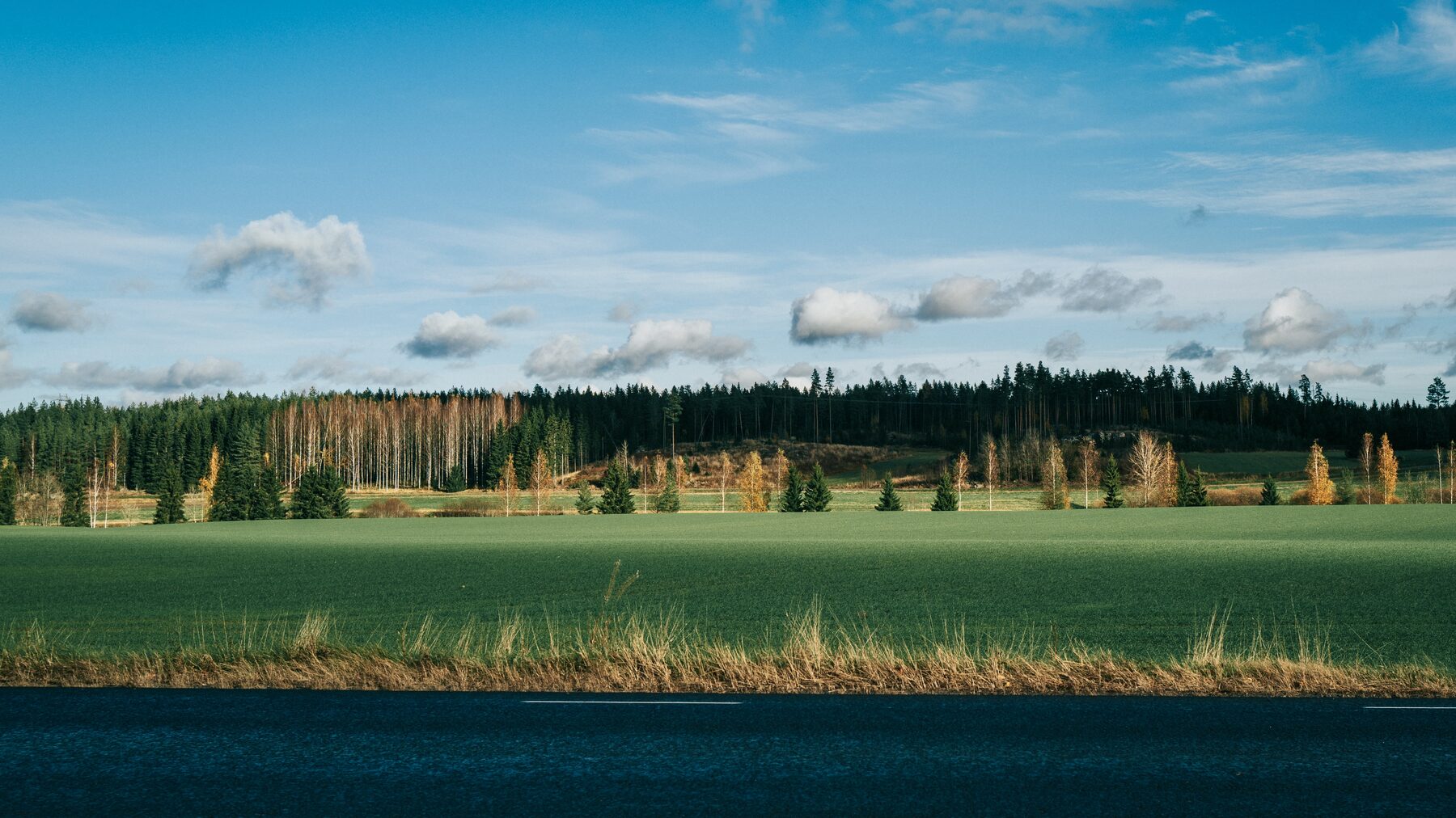 A roadside field of bright green grass under a blue sky with small clouds.